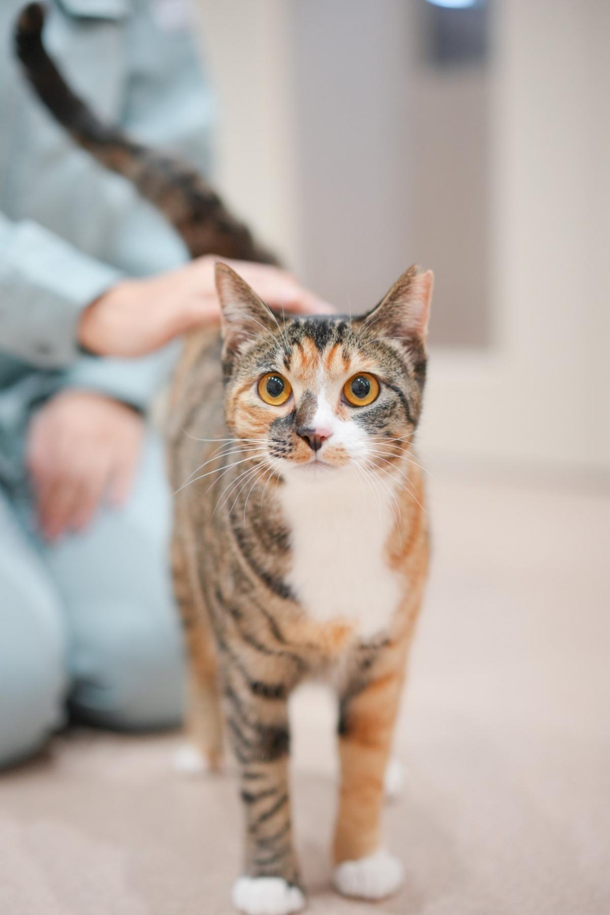 猫の画像1