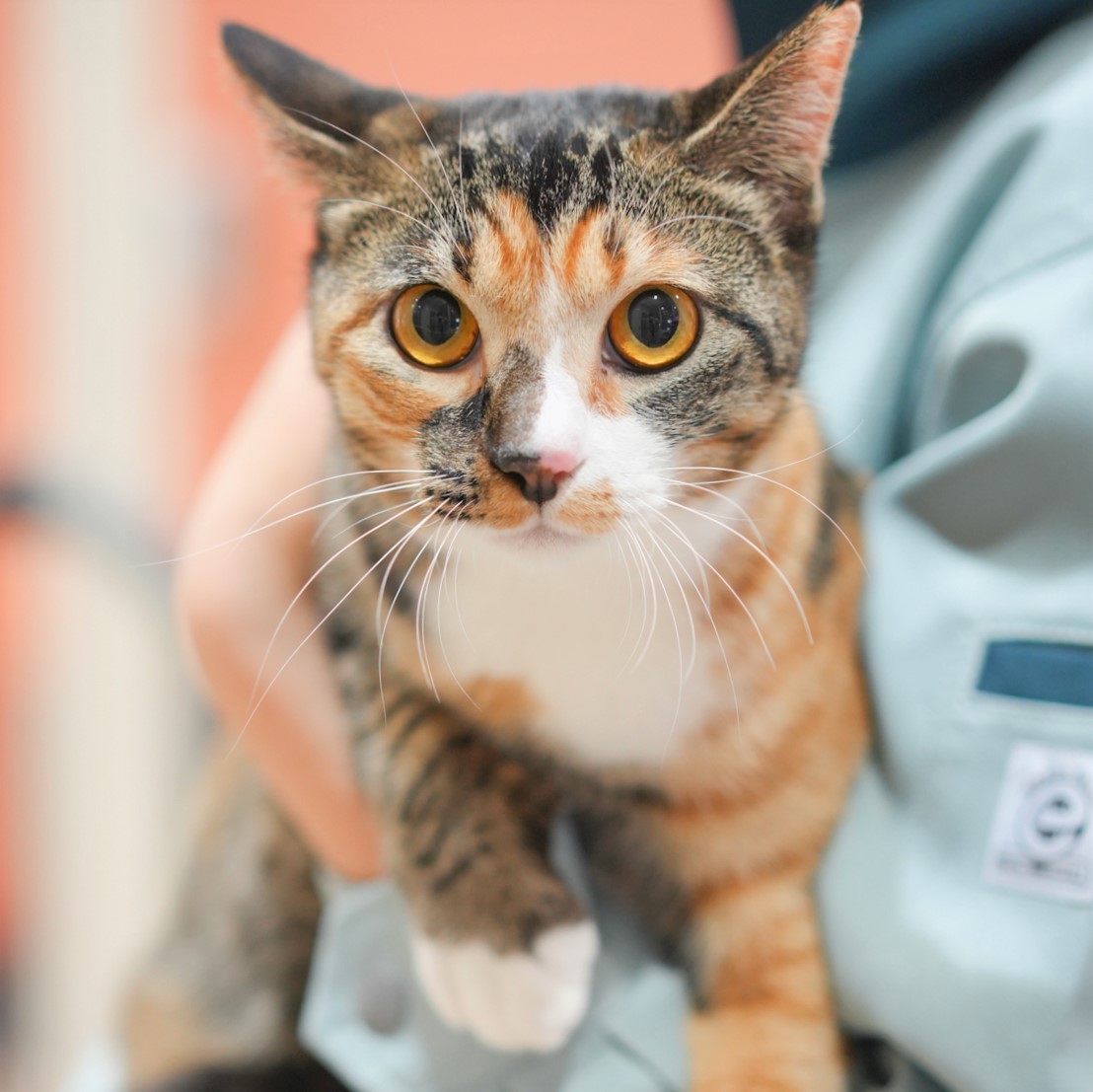 猫の画像4
