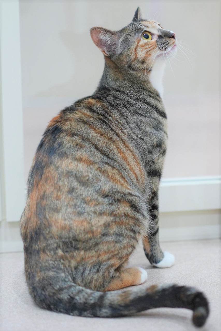猫の画像3