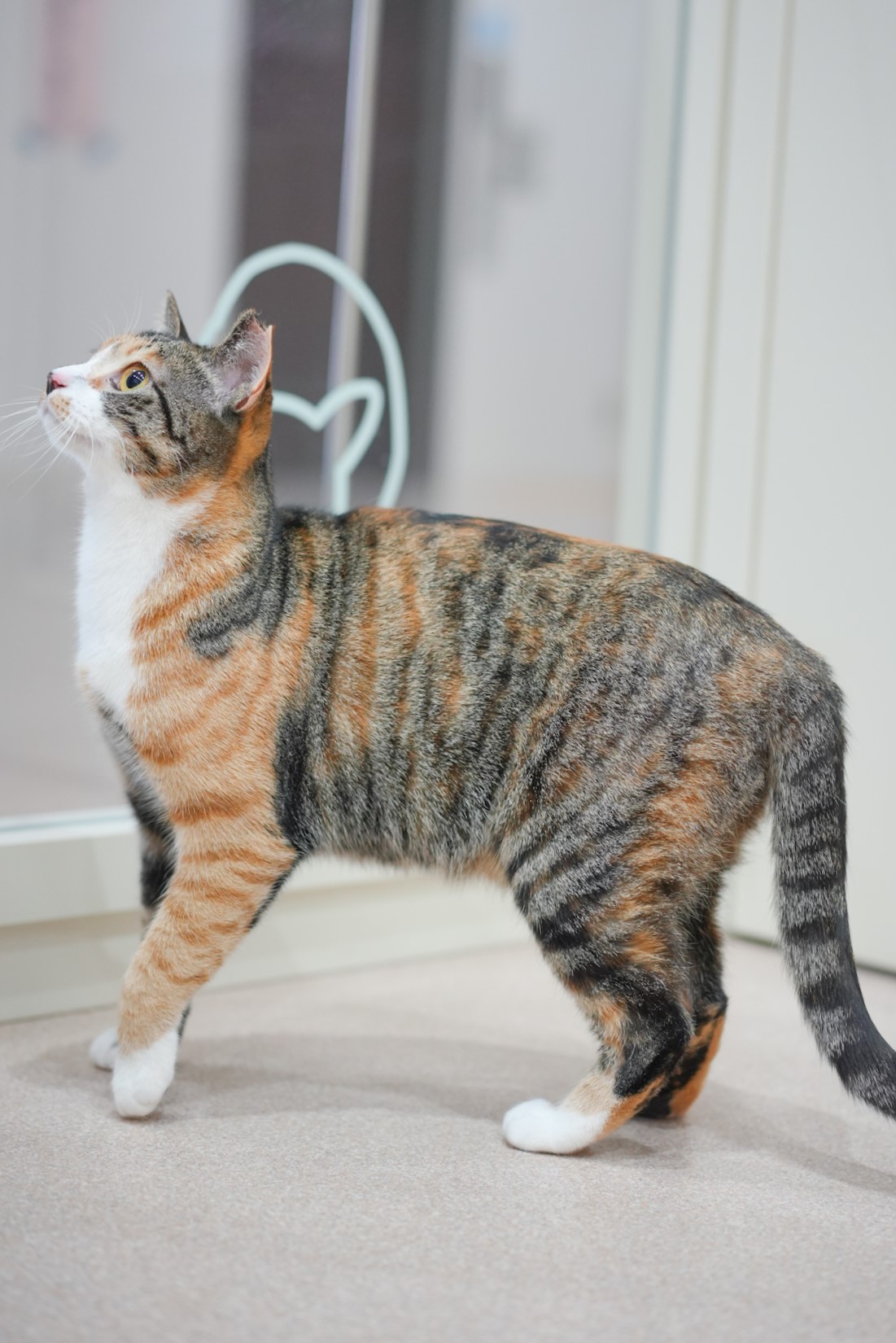 猫の画像2