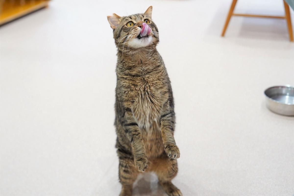 猫の画像2