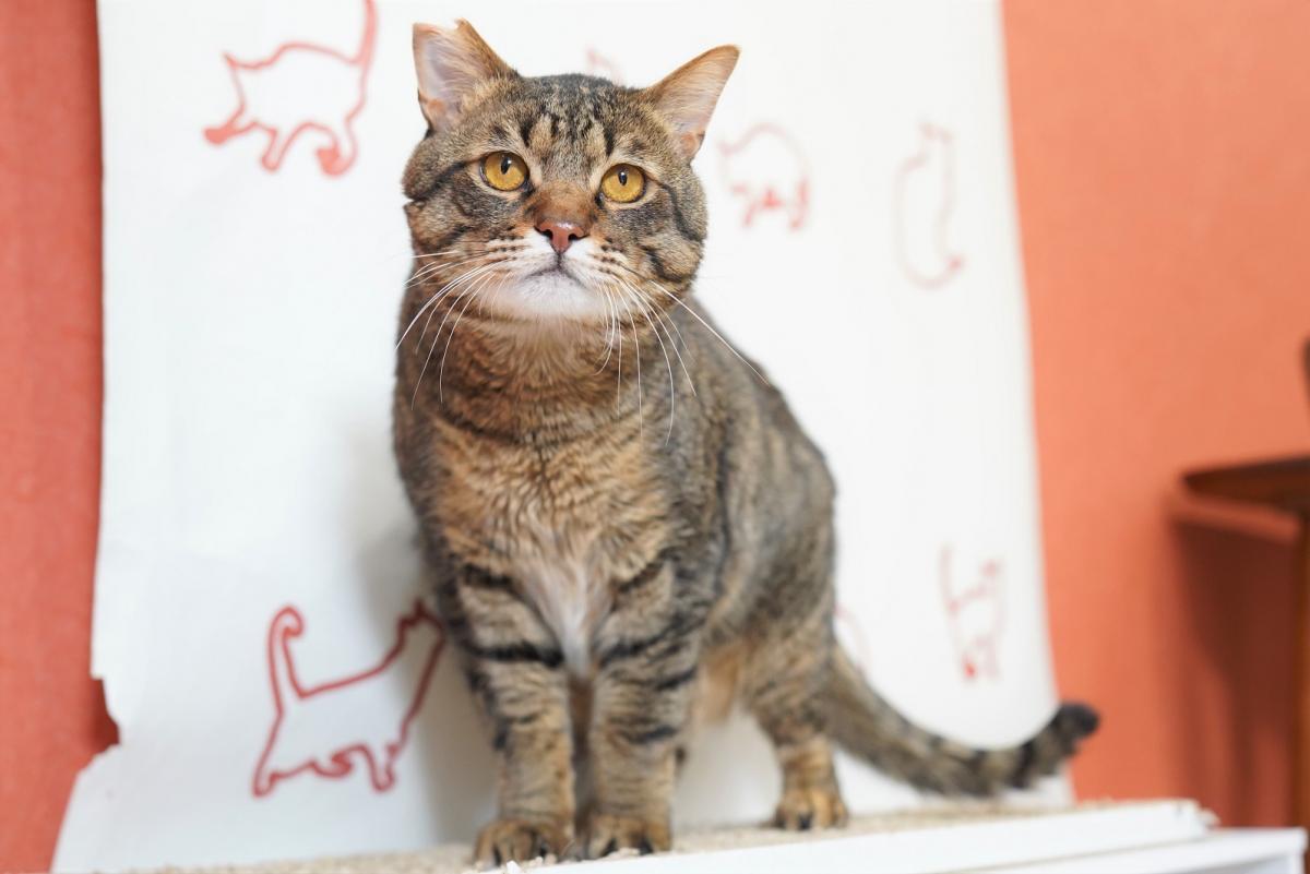 猫の画像1