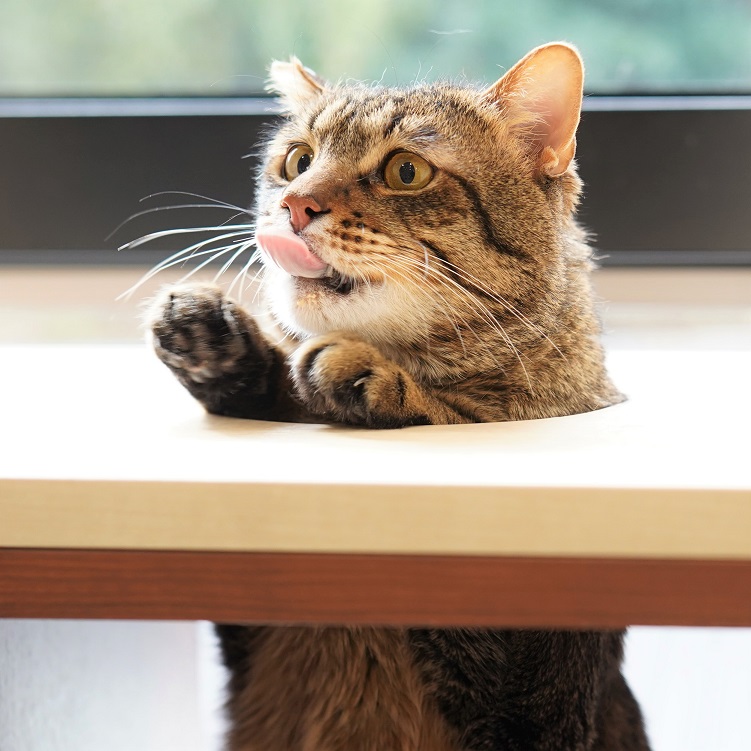 猫の画像4