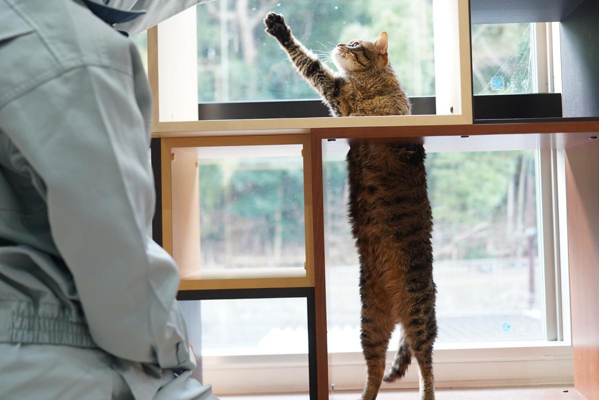 猫の画像3