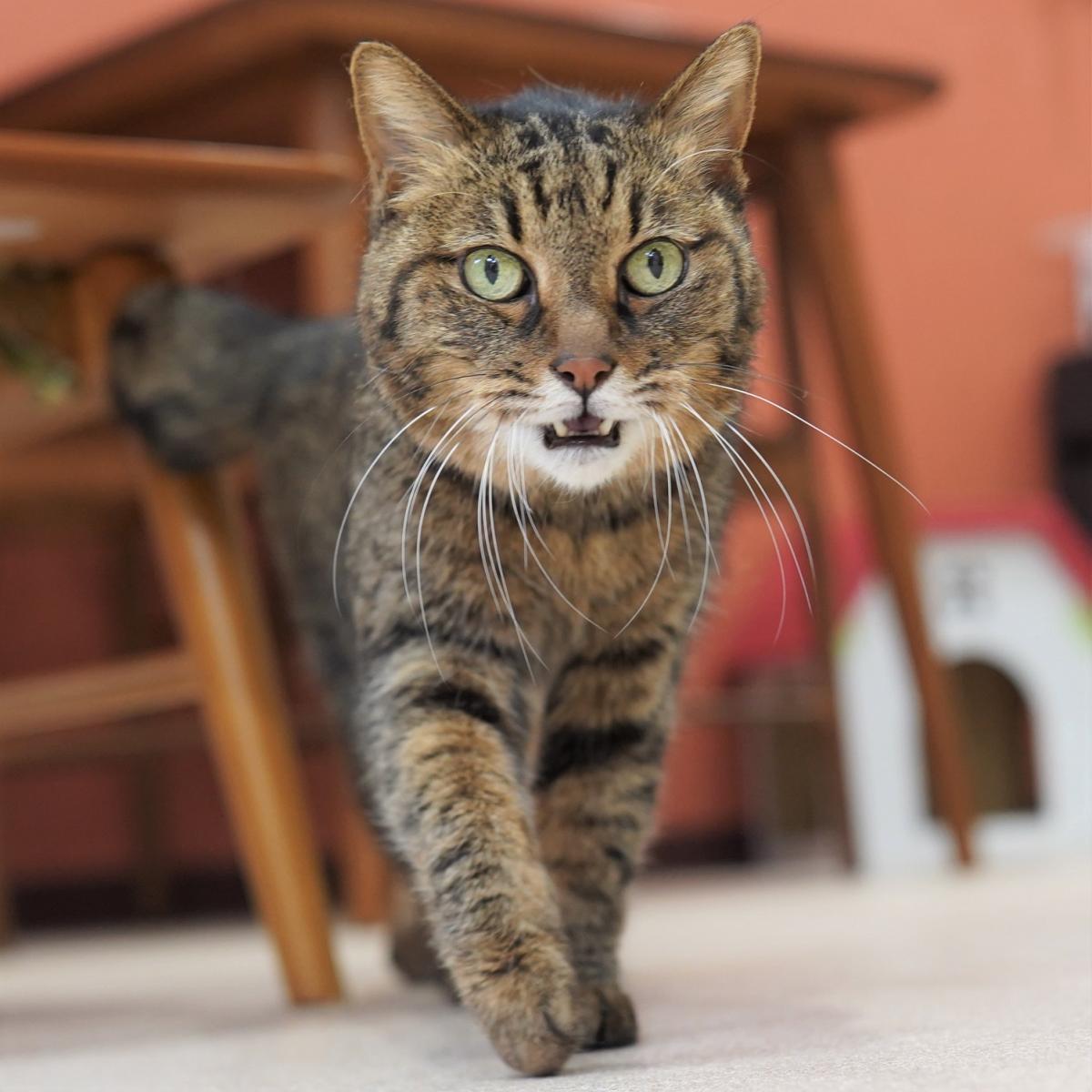 猫の画像4