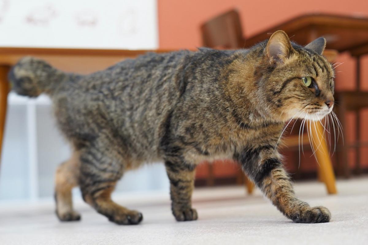 猫の画像3