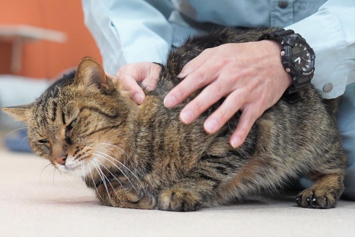 猫の画像2