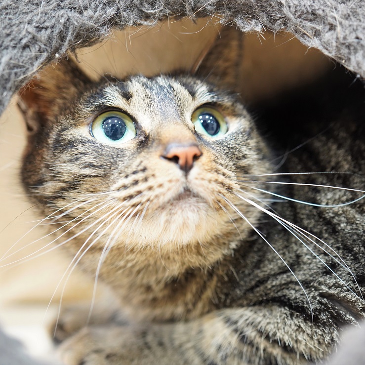 猫の画像4