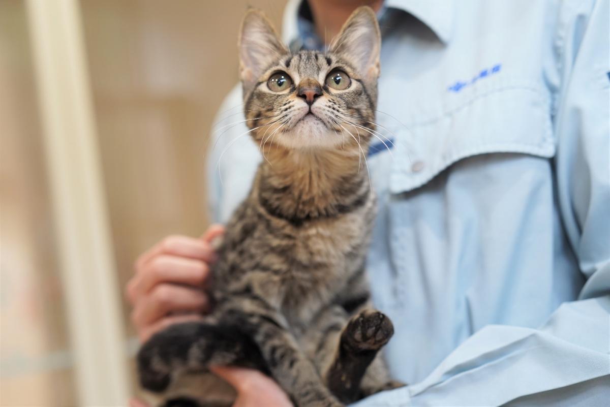 猫の画像2