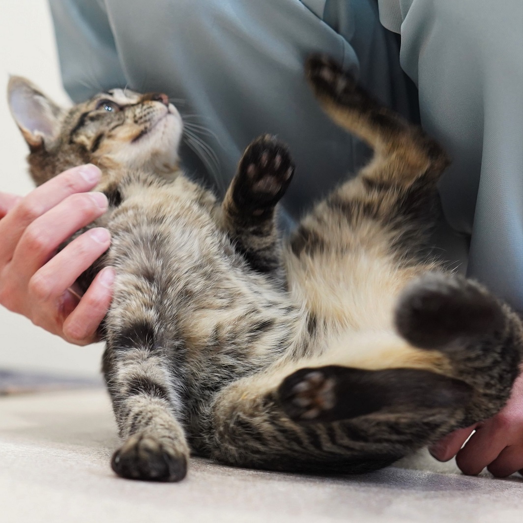 猫の画像4