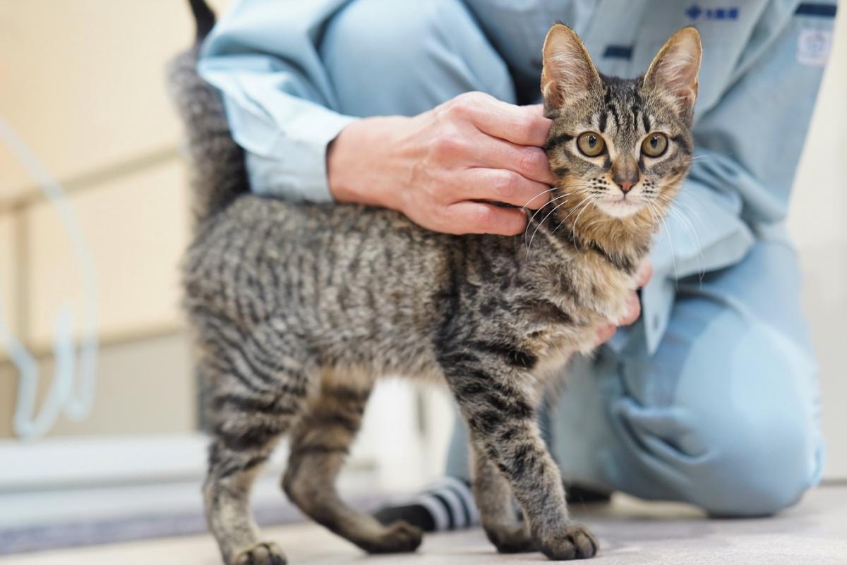 猫の画像1