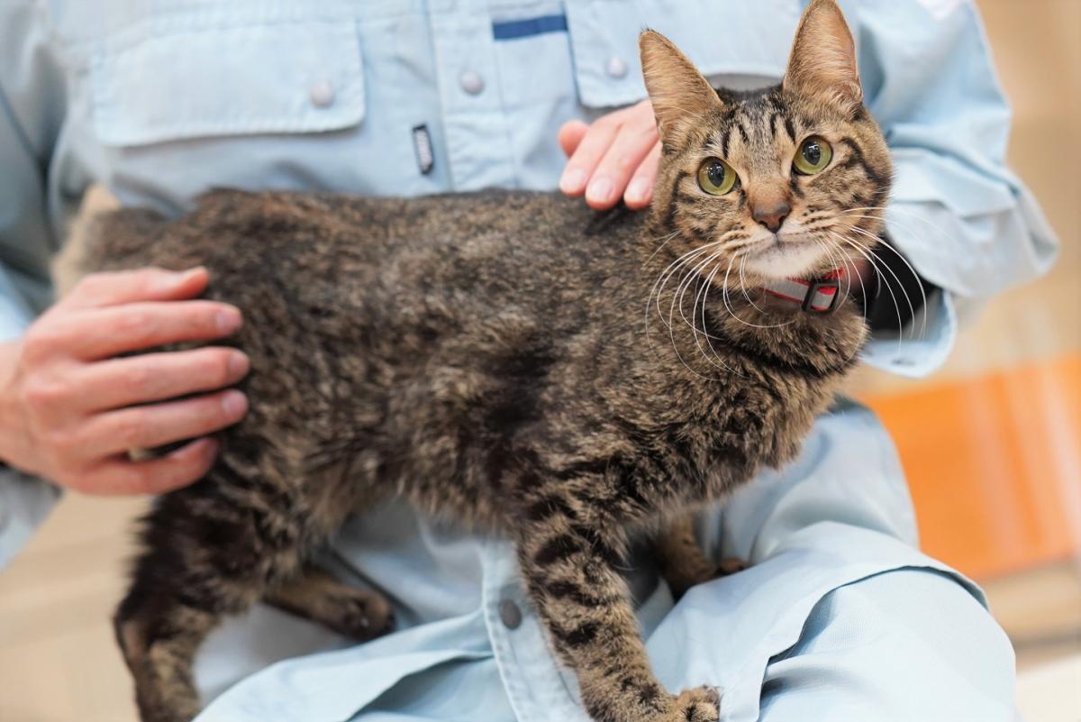 猫の画像2