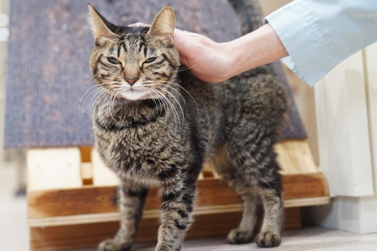 猫の画像3