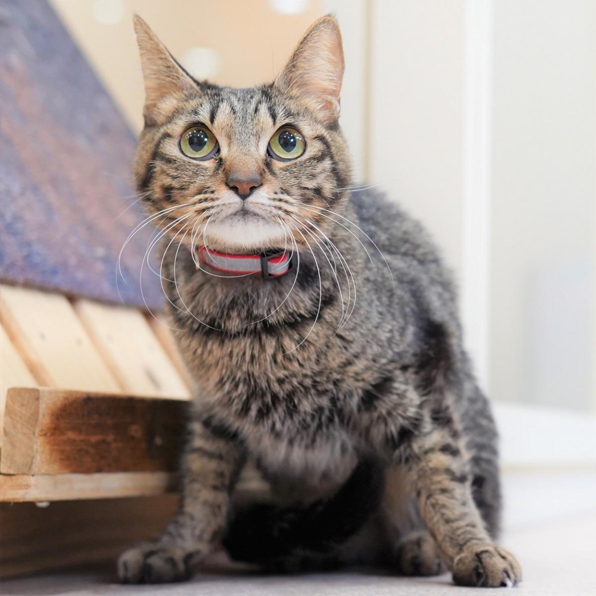 猫の画像4