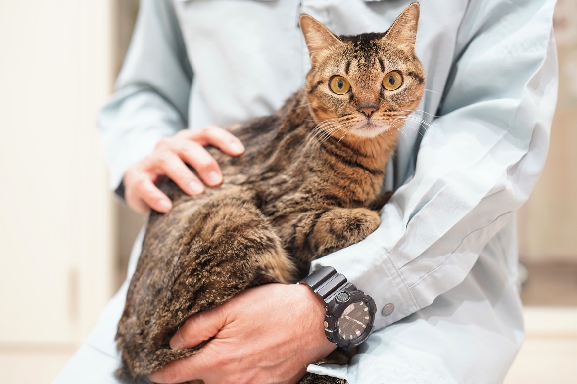 猫の画像1