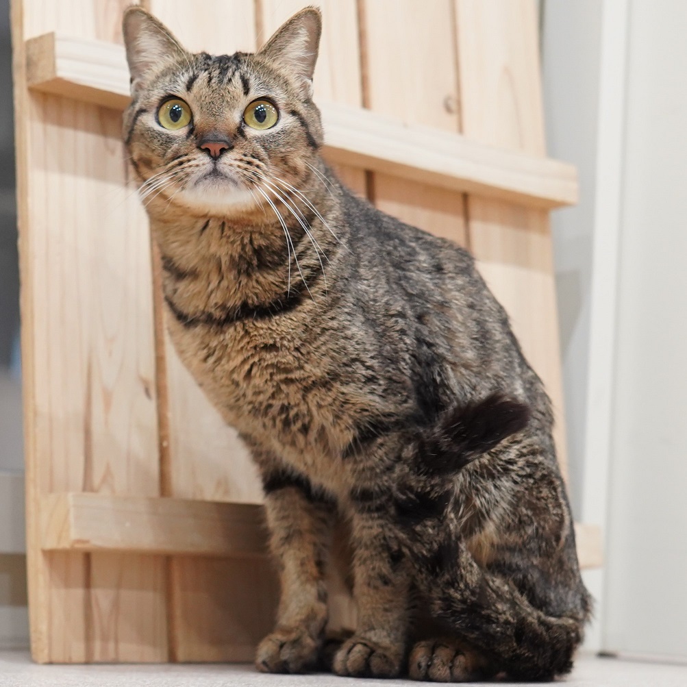 猫の画像4