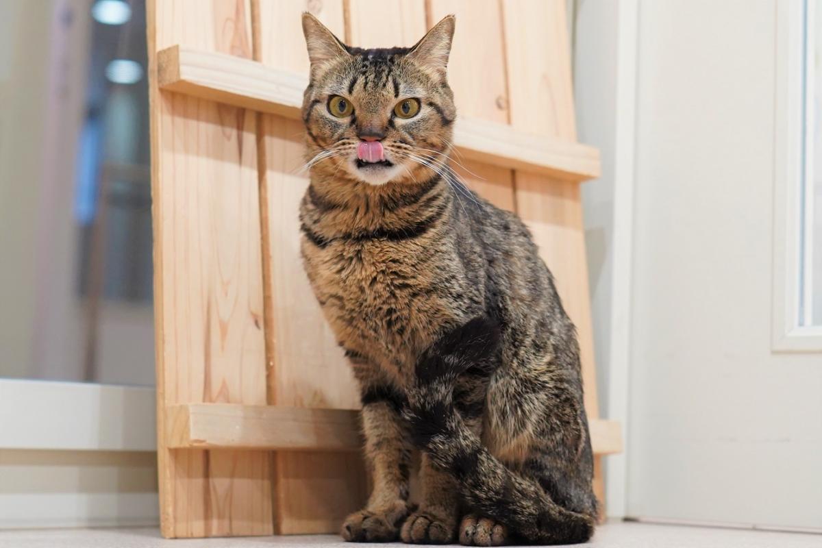 猫の画像2