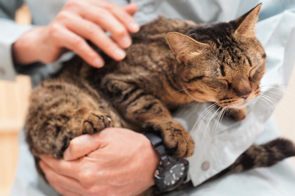 猫の画像3
