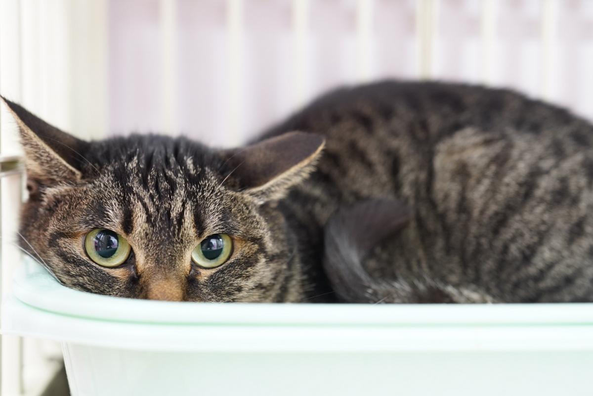 猫の画像3