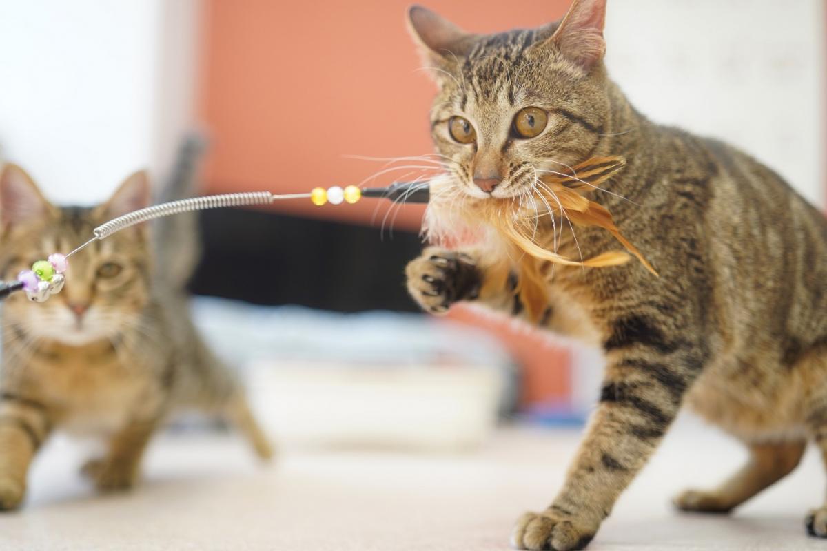猫の画像2