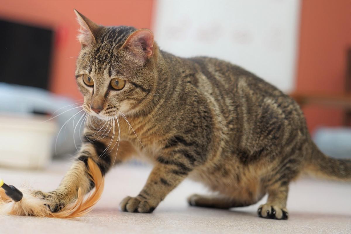 猫の画像1