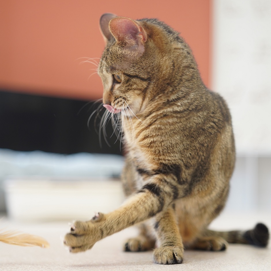 猫の画像4