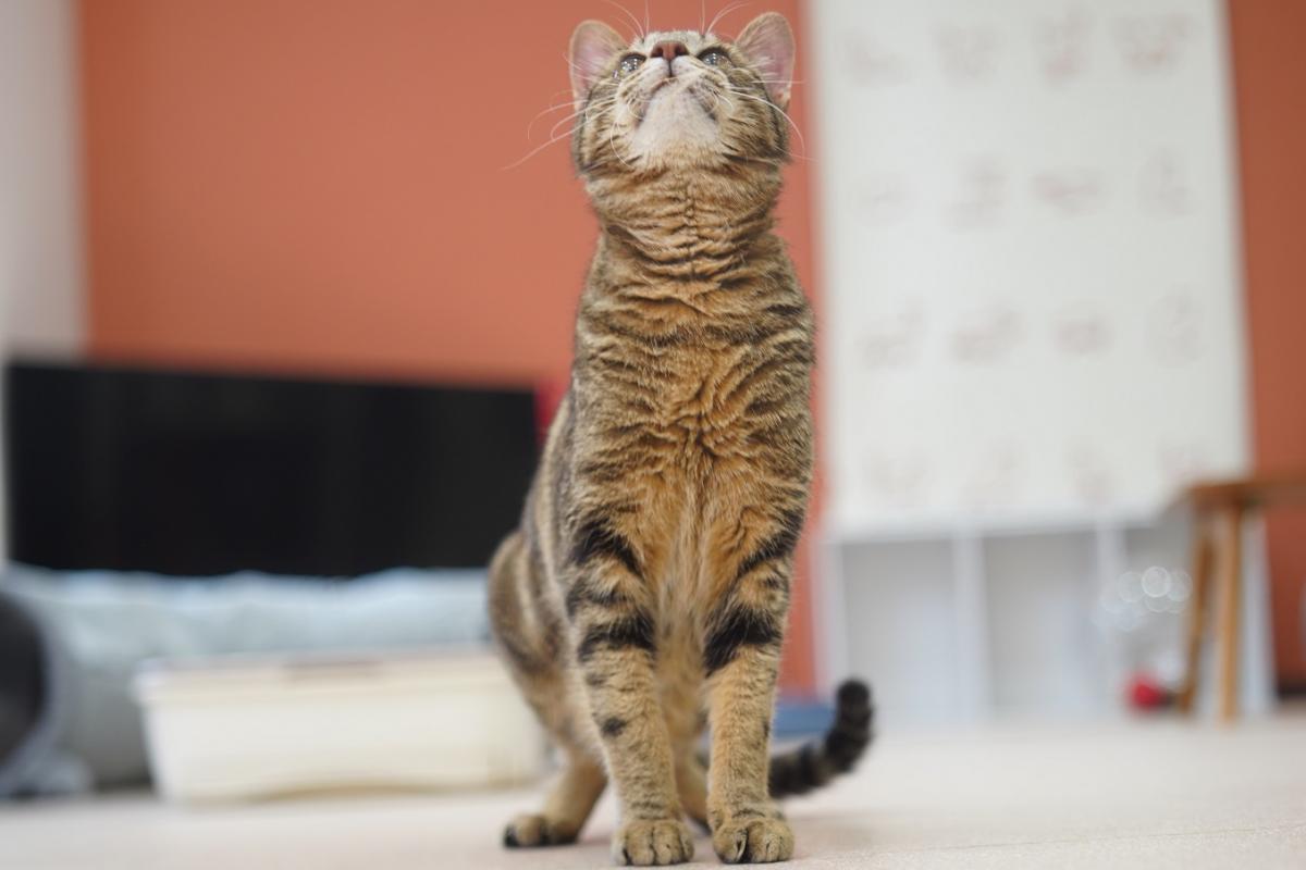 猫の画像3