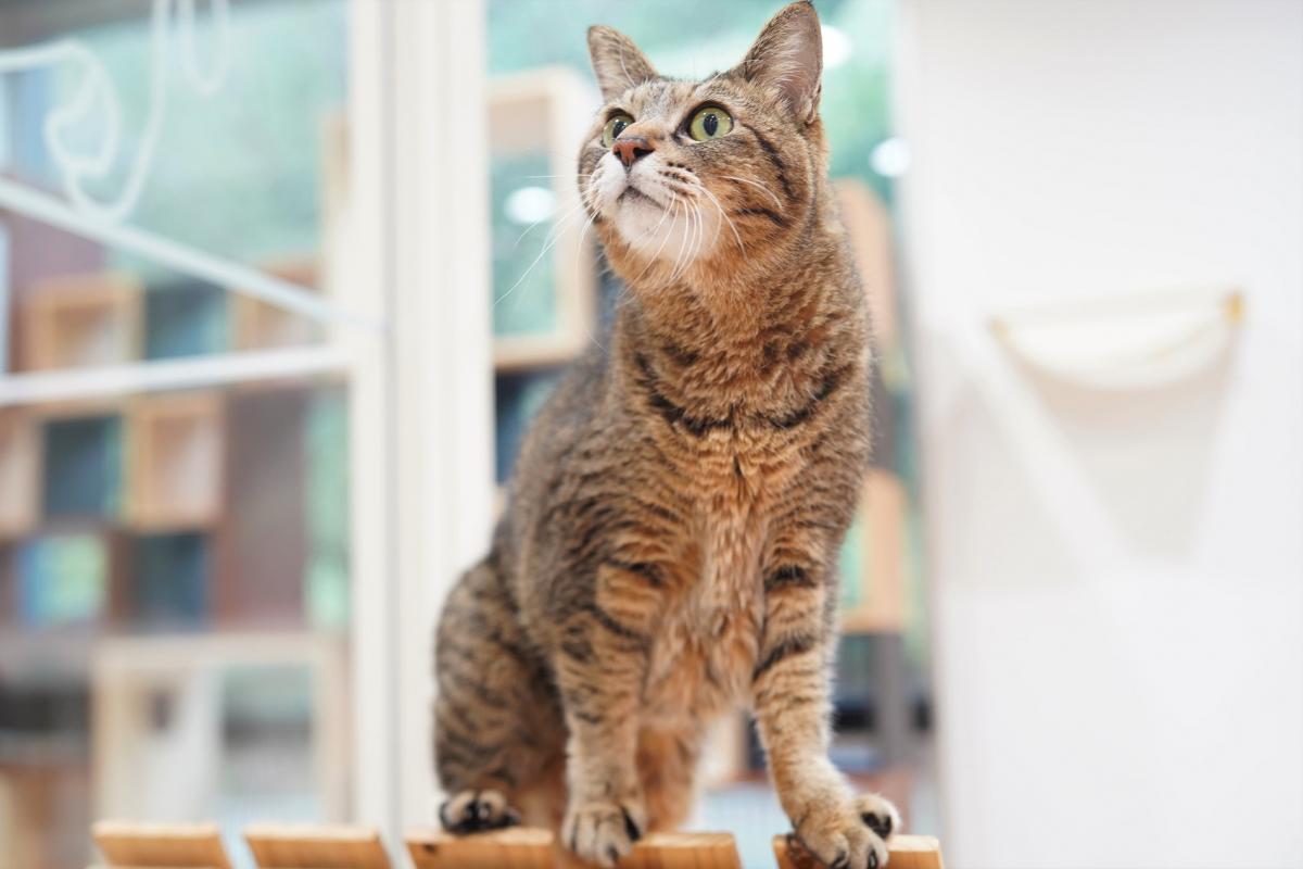 猫の画像2
