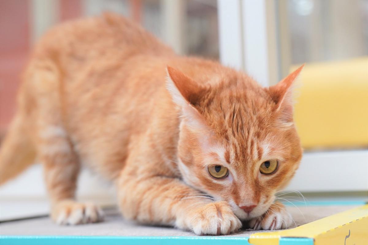 猫の画像1