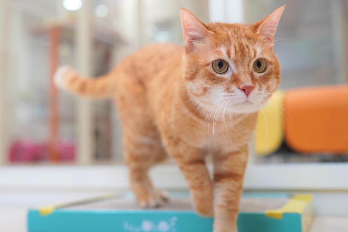 猫の画像2