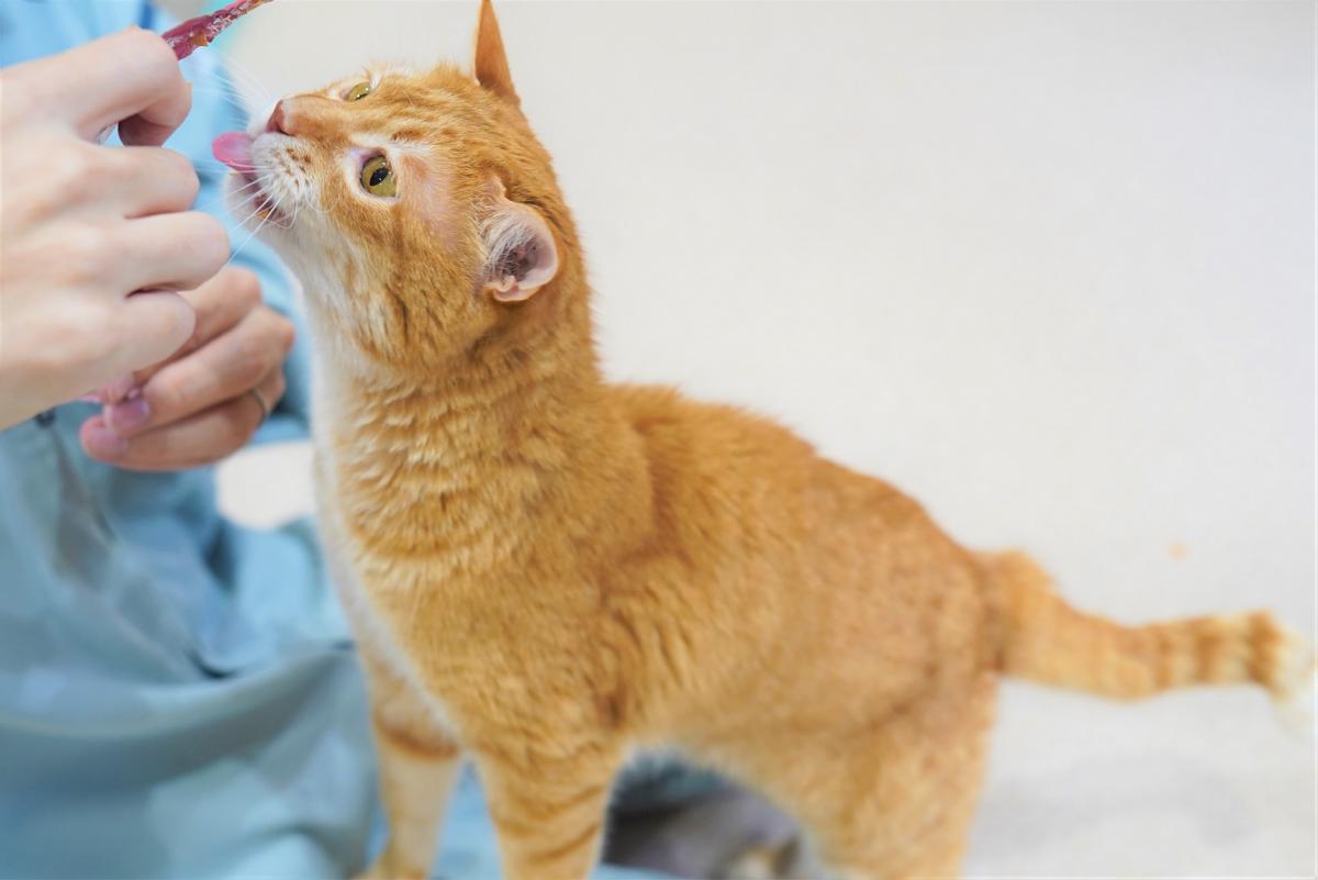 猫の画像3
