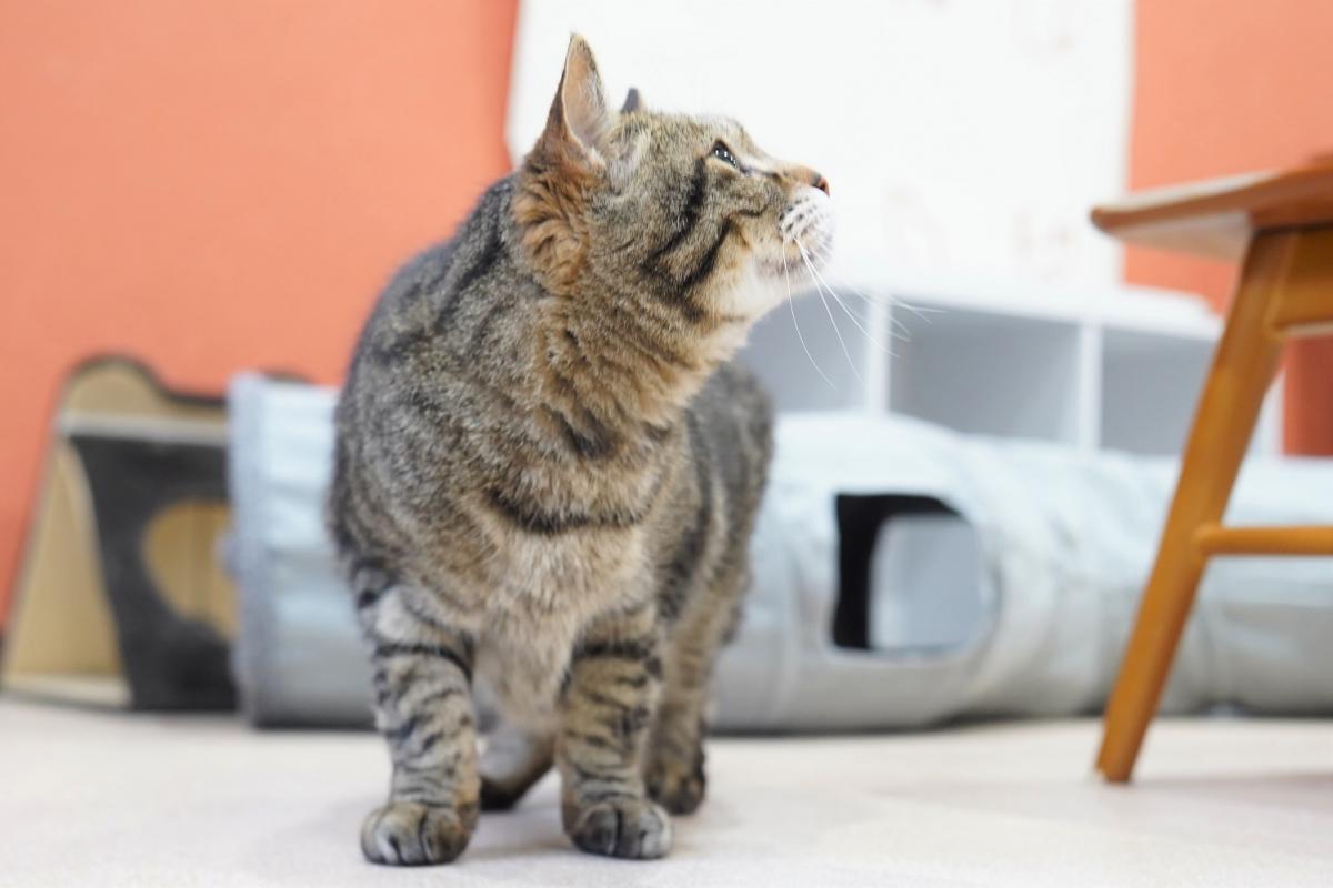 猫の画像2