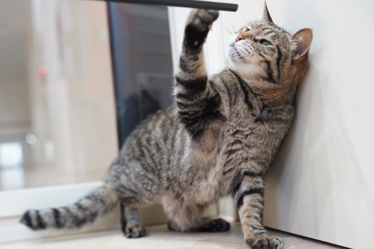 猫の画像3