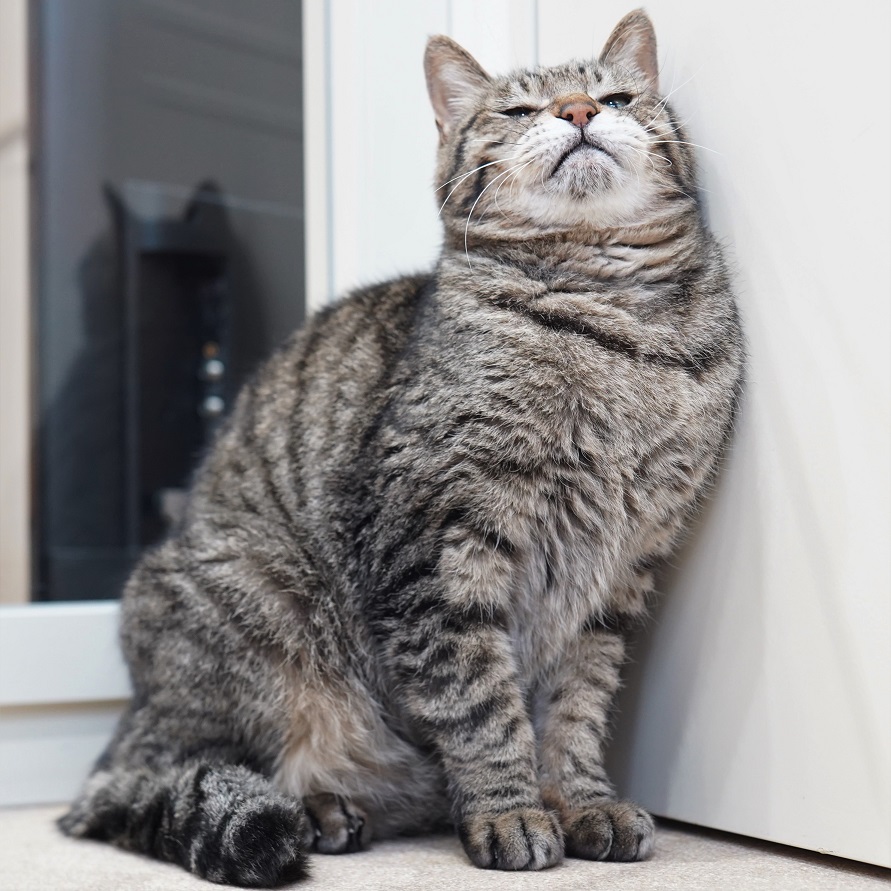 猫の画像4