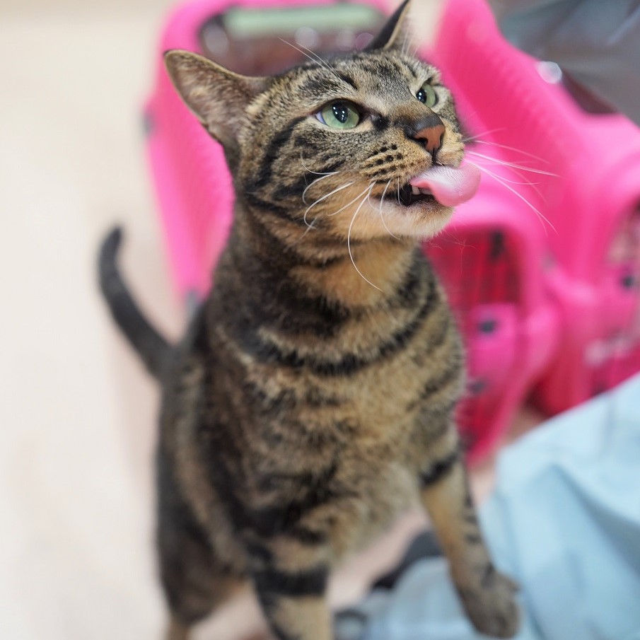 猫の画像1