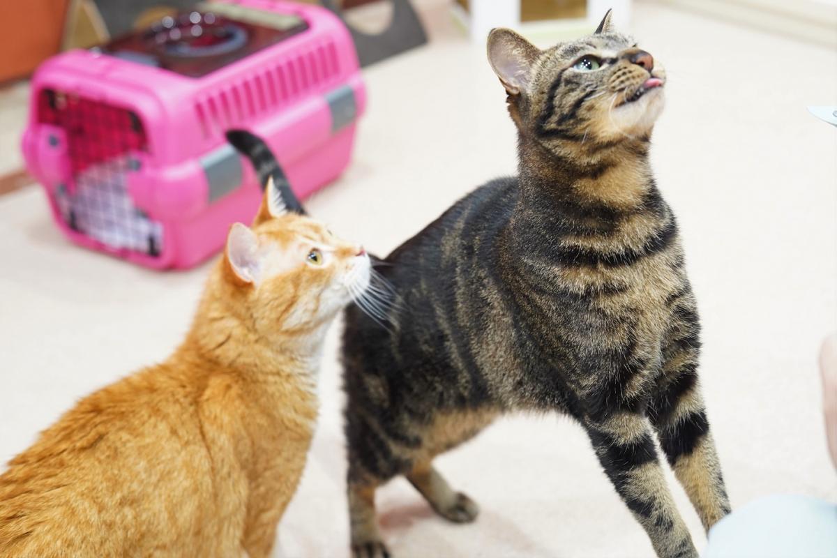 猫の画像2