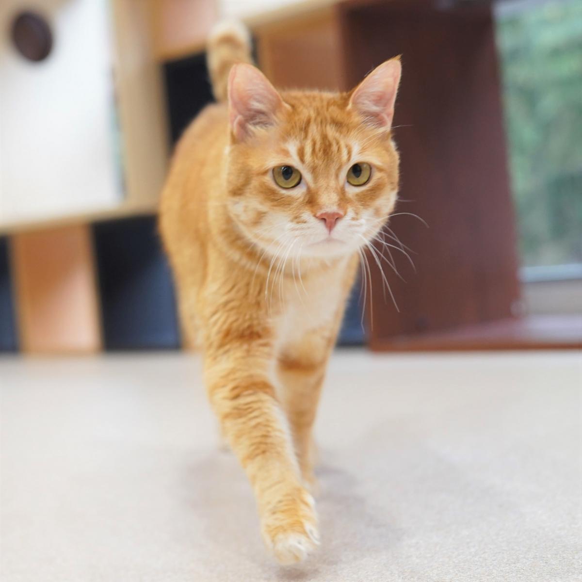 猫の画像4