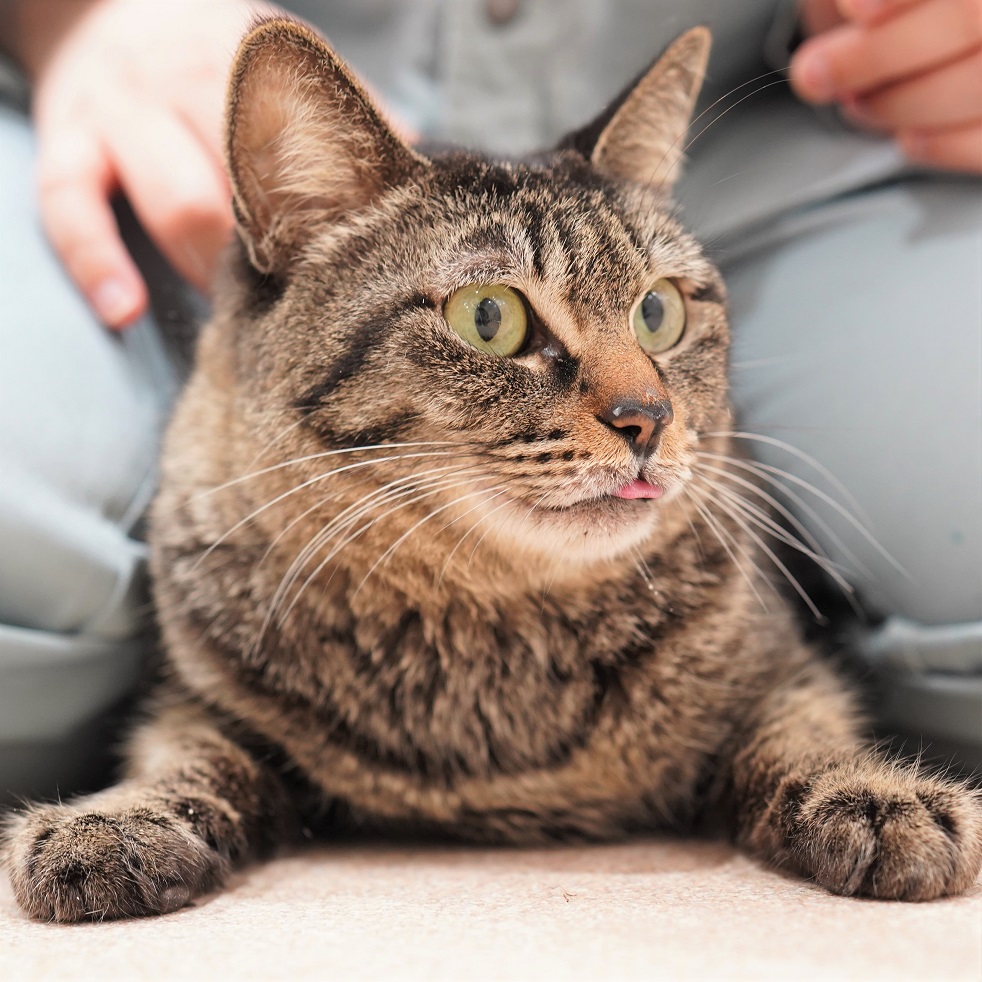 猫の画像1