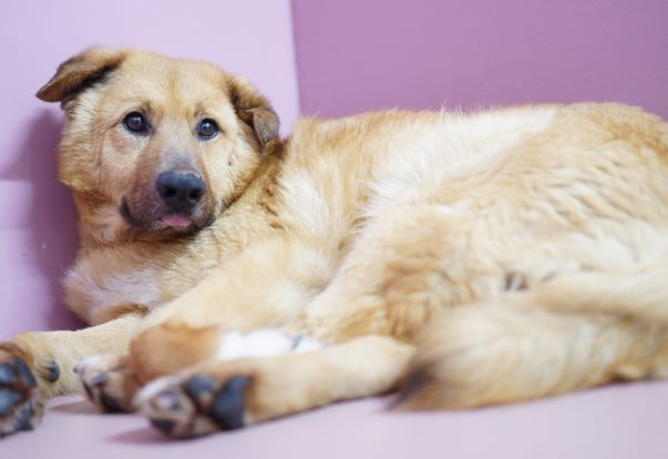 譲渡対象犬の画像32899_1