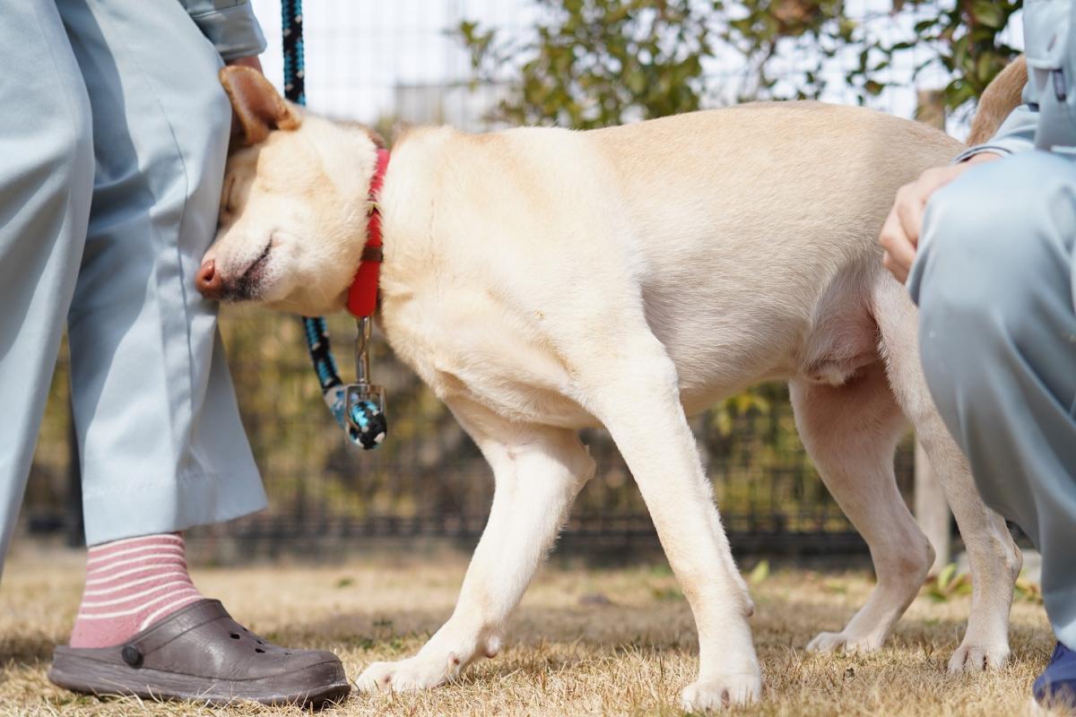 犬の画像3