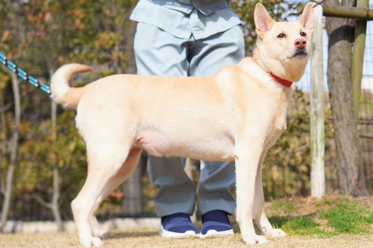 犬の画像1