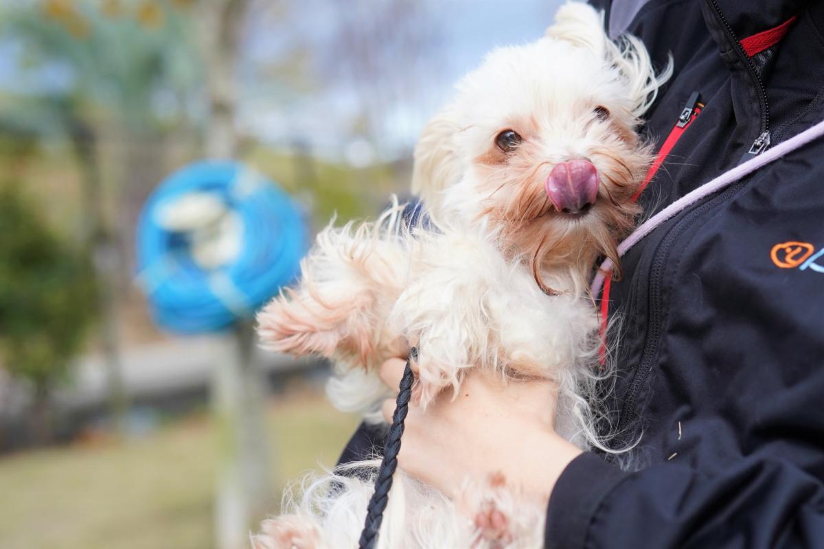犬の画像2