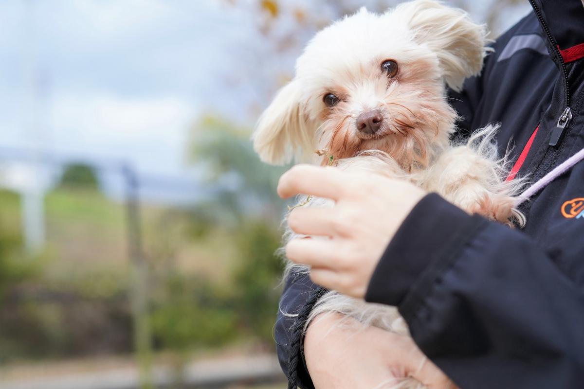 犬の画像