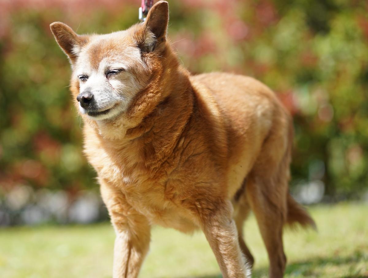 犬の画像2