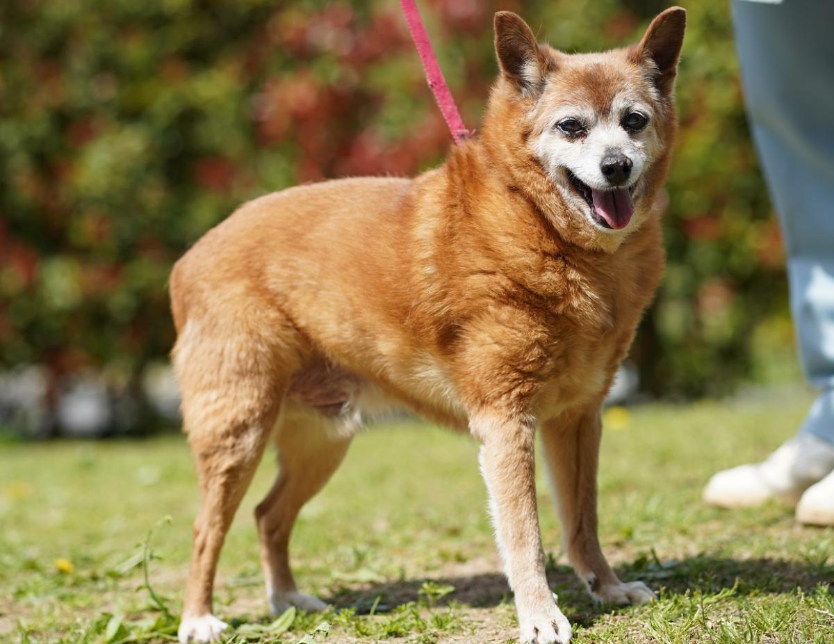 犬の画像