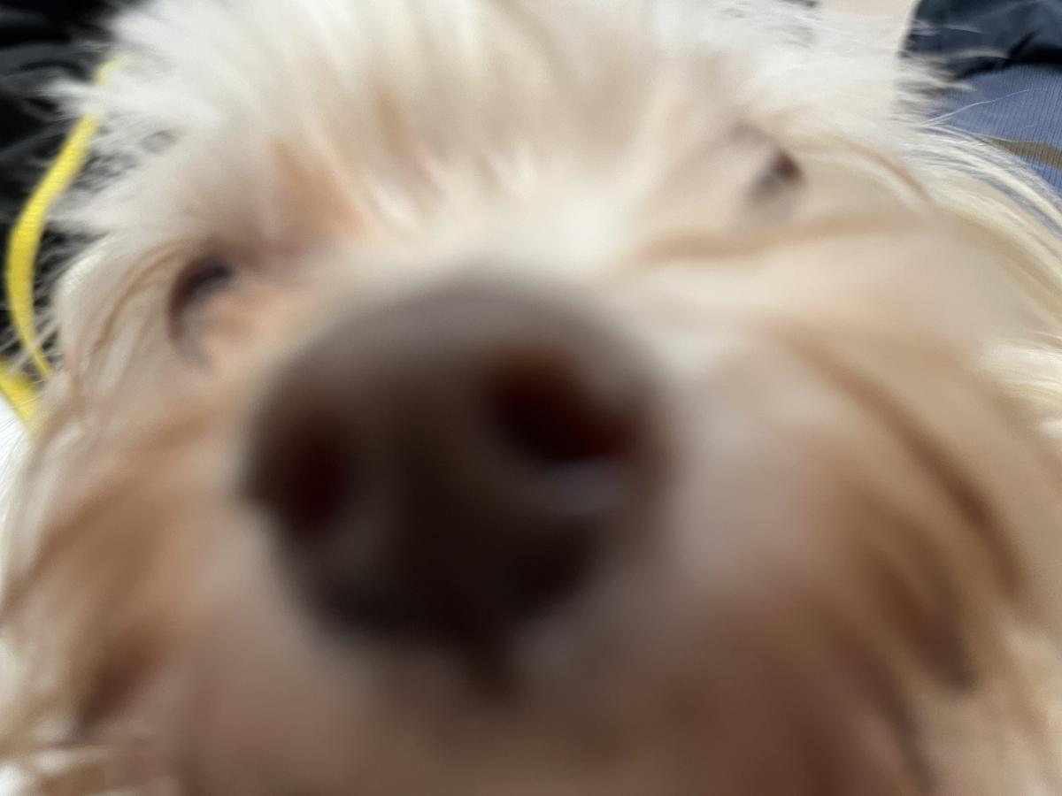 犬の画像5