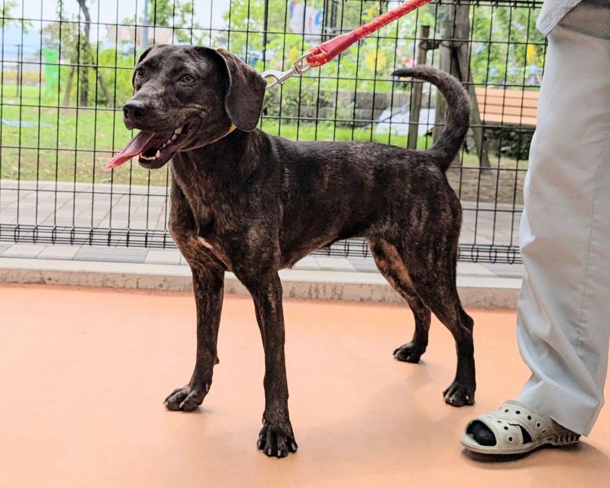 メル犬1