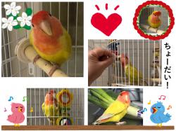 譲り受けたコザクラインコの写真