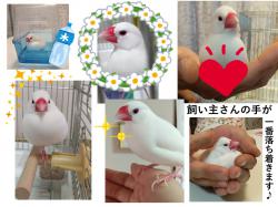 譲り受けたコザクラインコと文鳥の写真2
