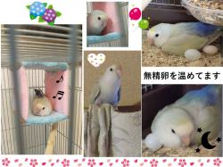 譲り受けたコザクラインコと文鳥の写真1